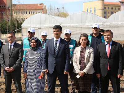 Hükümlüler cezalarını sebze üreterek çekiyor