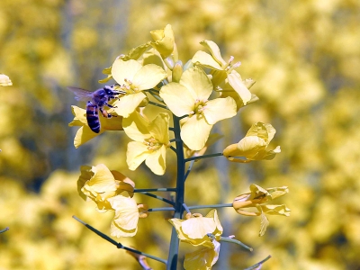 Edirne çiftçisi alternatif ürün kanolaya yöneldi