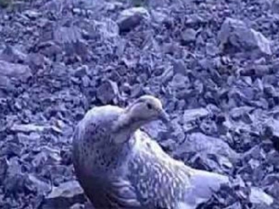 ‘Ur kekliğinin’ varlığı kanıtlandı