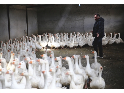 Kaz çiftliği kurdu, siparişlere yetişemiyor