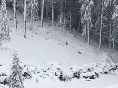 Nisan karı yaban hayatı etkiledi