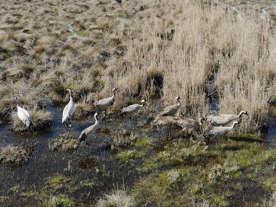 Türkülere ilham veren allı turnalar Anadolu'yu mesken tuttu