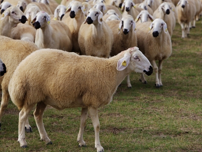 Küçükbaşta ‘100 milyon’ hedefi için şûra  toplanacak