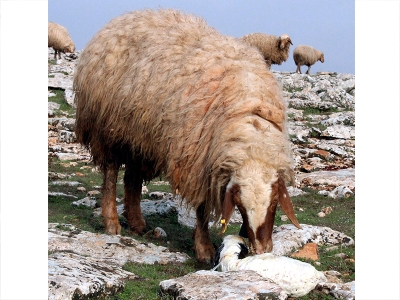 Genç Çiftçi Projesi için koyun alımı yapılacak