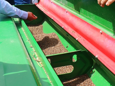 Çorum’da karabuğdaya yoğun ilgi