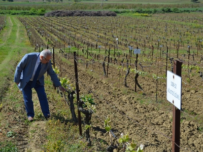 Bağcılığın merkezi 'Tekirdağ'