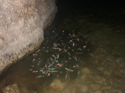 Kaçak balıkçılara göz açtırmıyorlar