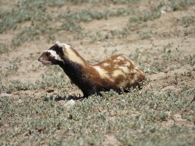 Alacasansar ailesi Kayseri’de görüntülendi