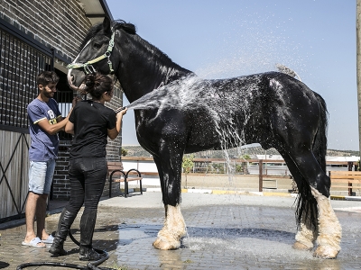 Bu atlar çok şanslı