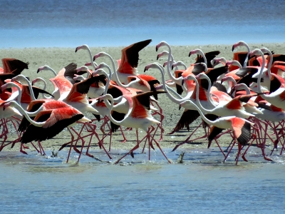 Seyfe Gölü flamingolarla renklendi