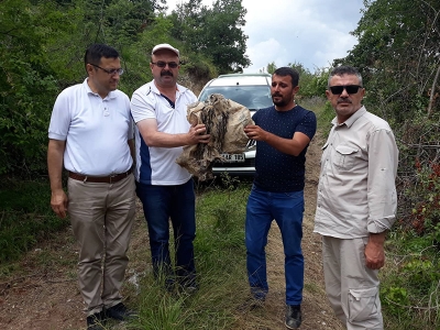 Kulaklı orman baykuşu koruma altına alındı