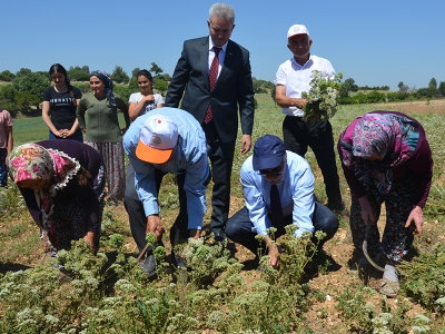 Kekikte ilk hasat şenlikle yapıldı