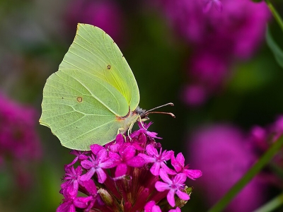 Burdur’da yeni bir kelebek türü bulundu