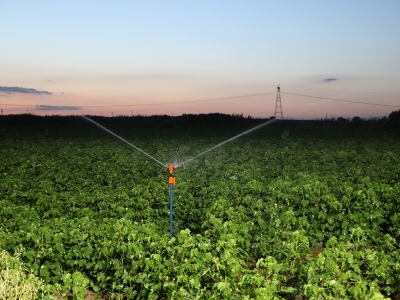 Gece sulamasıyla suda tasarruf, verimde artış sağlandı