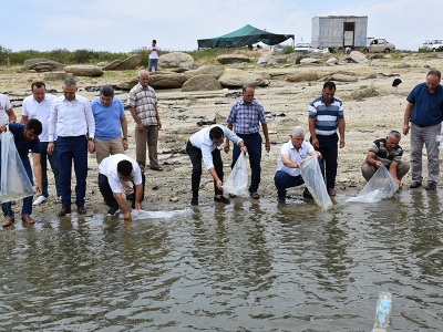 Manisa’daki baraj göllerine 100 bin balık bırakıldı