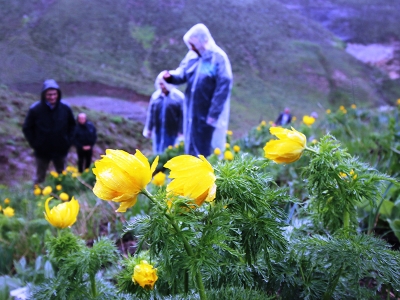 150 yıl sonra tekrar rastlanan bitki için özel çalışma