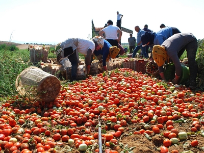 “Kırmızı altın”da hasat zamanı