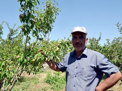 Meyvecilikle tersine göç