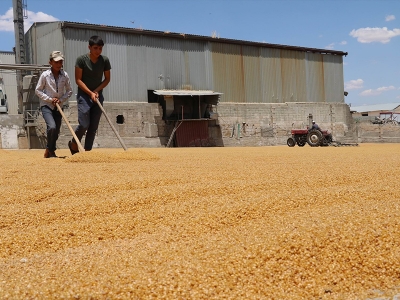 Tadını güneşten alan lezzet 'Bulgur'