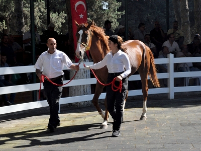 Safkan Arap tayları görücüye çıktı
