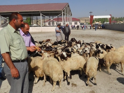 Ağrı'da kurbanlık sevkiyatı başladı
