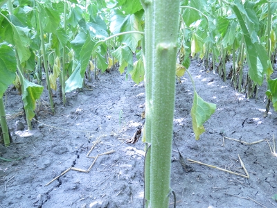 Zebra sürümle maliyetleri azalttılar