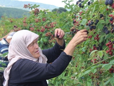 Uludağ’ın eteklerinde böğürtlen hasadı başladı