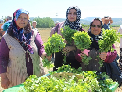 Isparta’nın yeni gözdesi “melisa”