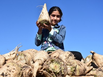 Kars’ta pancar alımı başladı