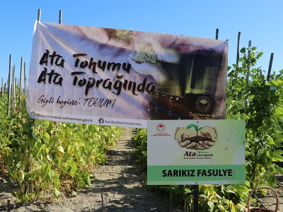 “Ata tohumları ata toprağında”