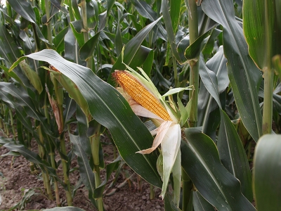 Çanakkale’de silajlık soya ve mısır tanıtıldı
