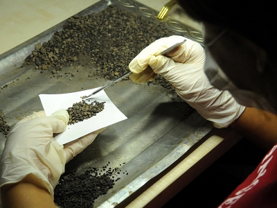 Bu buğday yaşıyla şaşırtıyor!