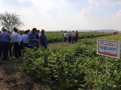 Adana’da üreticiye silajlık soya tanıtıldı