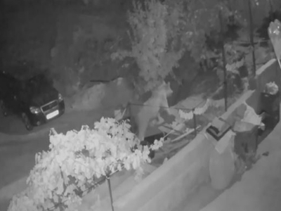 Konya’da bir evin balkonuna ayı girdi