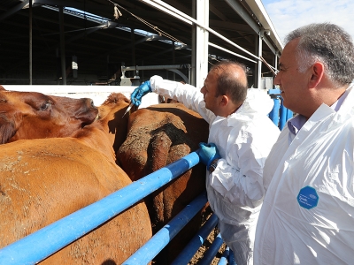 Aksaray’da şap çalışması