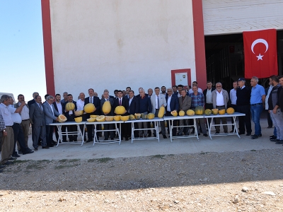 Tomarza’da kabak çekirdeği hasadı