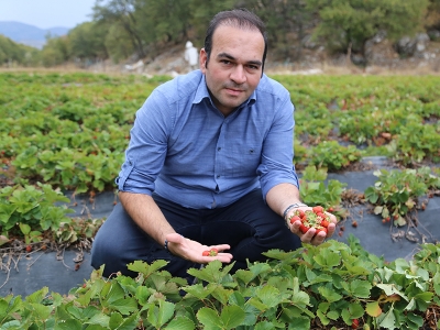 Bu sistemle çilekler zedelenmiyor