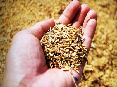 Bala’da ata tohumuna destek