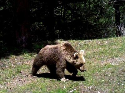 Göçmen boz ayılar