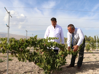 Yerel üzümlere Niğde sahip çıkıyor