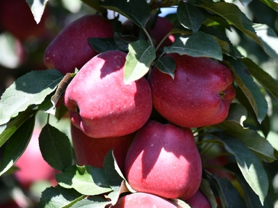 Elmanın Avrupa’ya yolculuğu