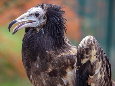Akbabanın ülkeler arası yolculuğu