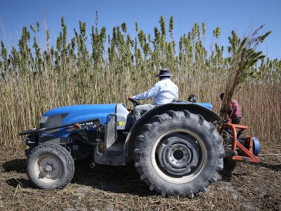 Kenevir ekim alanı 5 kat arttı