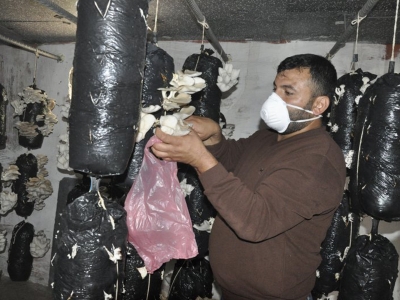 Kardeşlik mantarı hasat edildi