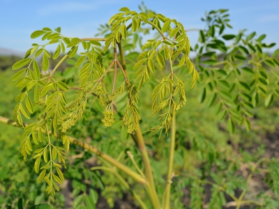 Mucize bitki için hasat zamanı