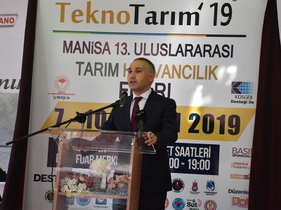 Tarihi ağacın zeytinyağı altın değerinde