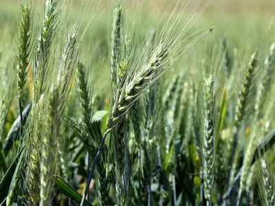 TMO yüksek fiyat verdi çiftçi buğdaya yöneldi