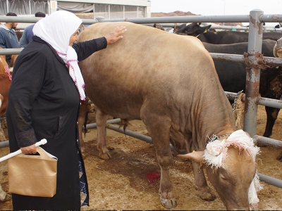 Kurbanlık pazarlarında hareketlilik artıyor