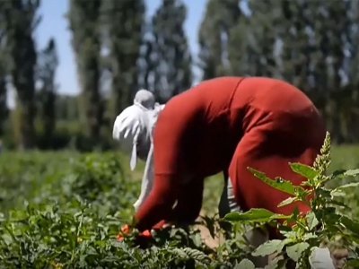 Doğu’nun domatesi Iğdır’dan
