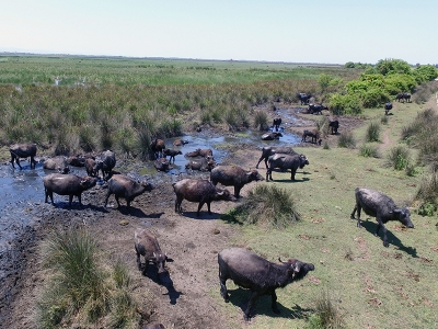 Devlet desteğiyle manda çiftliği kurdu